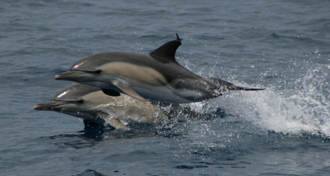 The often spotted Common Dolphin