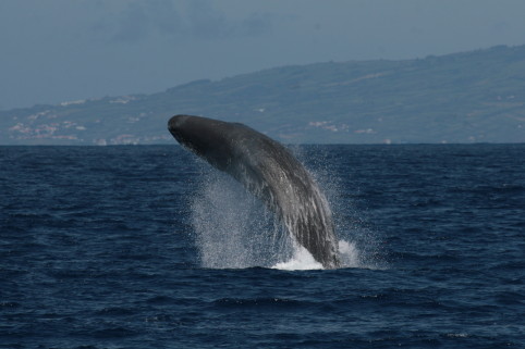 Sperm whale breach