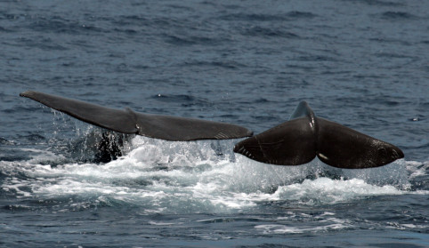 Sperm whale double fluke