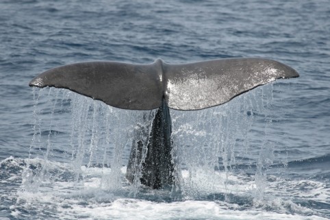 Sperm whales develop a unique pattern along the trailing edge of their tail fin due to fatigue and this pattern is used to identify them individually