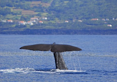 whale watching in the azores - Fluke cropped