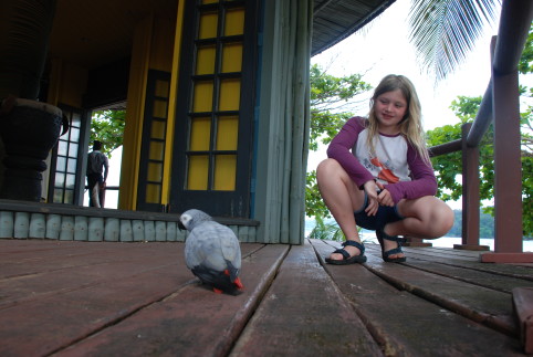 Chaplin the parrot Sao Tome and Principe archipelagochoice.com