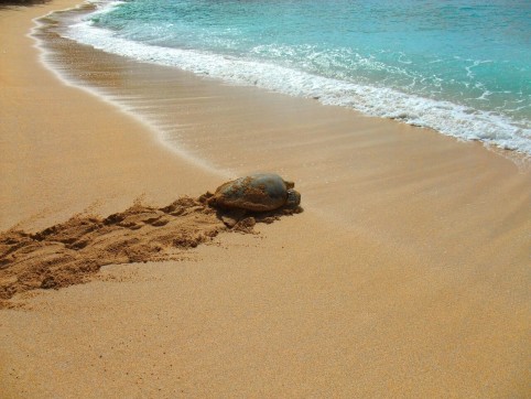 Green Turtles Praia Inhame returning to Sea