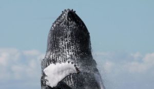 Sao Tome and Principe Holidays - Humpback whale