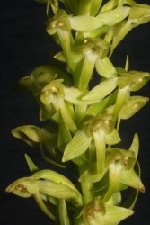 Hochstetter's butterfly-orchid