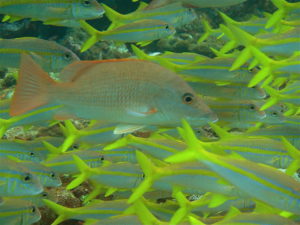 shoals of tropical fish saotomechoice,com