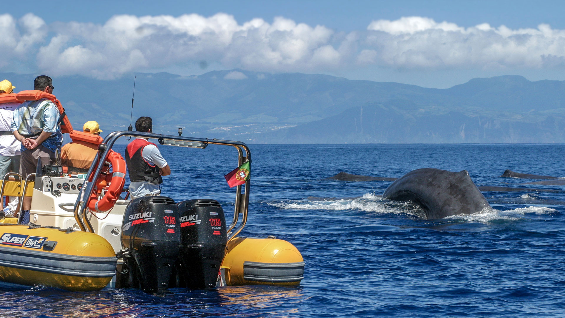 When’s the best time to go Whale Watching in the Azores?