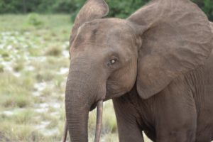 Gabon Holidays - Forest Elephant