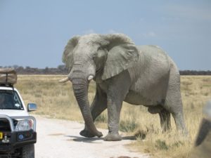 Namibia wildlife and self drive holiday Etosha Elephants safari
