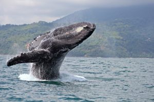Costa Rica Holidays - Whale in Ballena NP