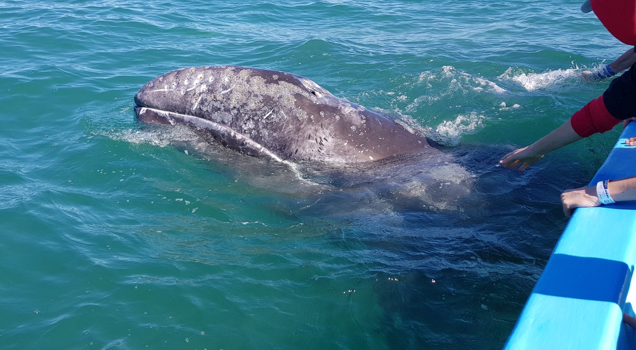 Gray Whale