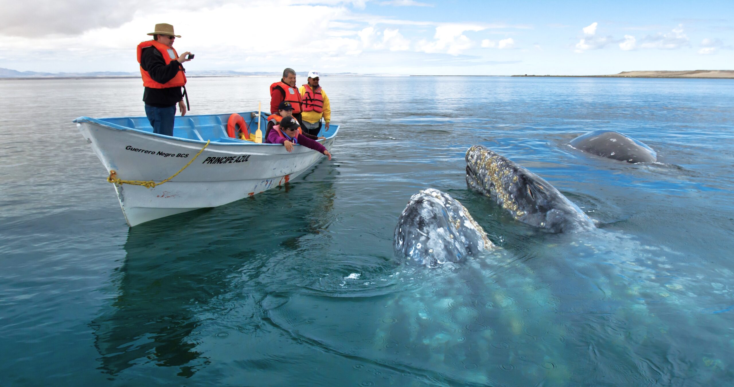Baja California Whale Watching