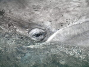 Baja California Grey Whale