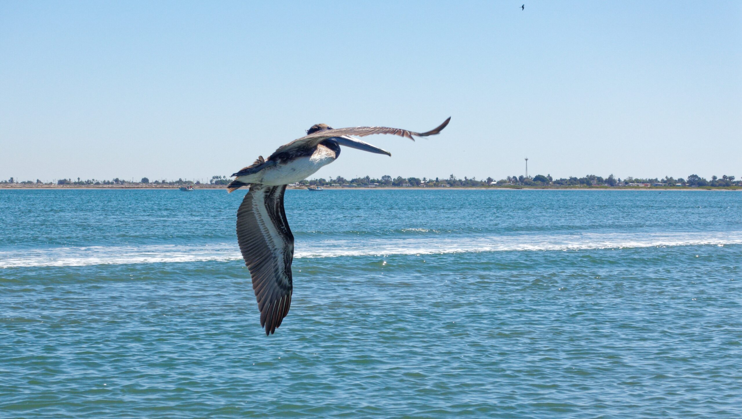 Pelican Baja California