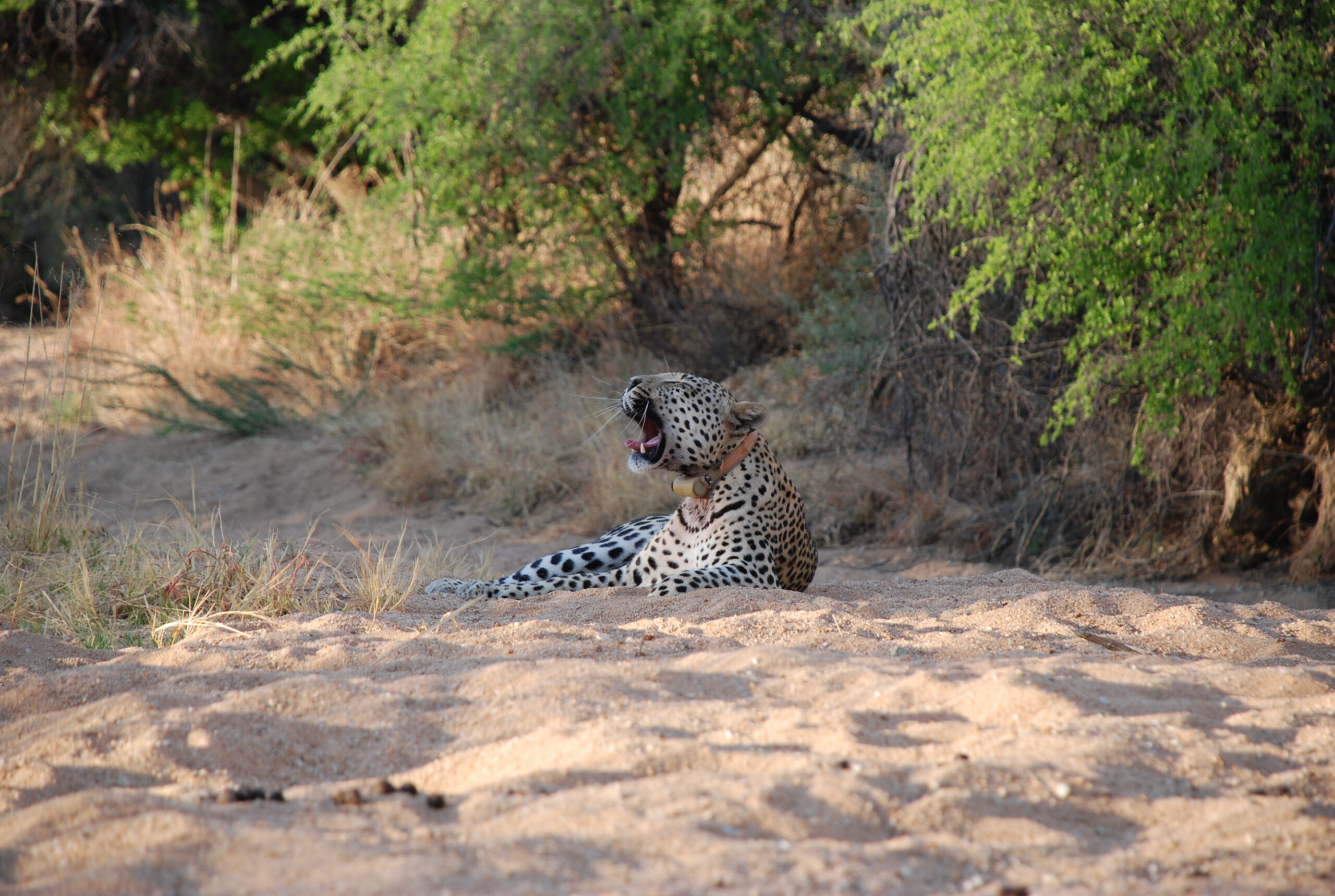 Cheetah Tracking Namibia