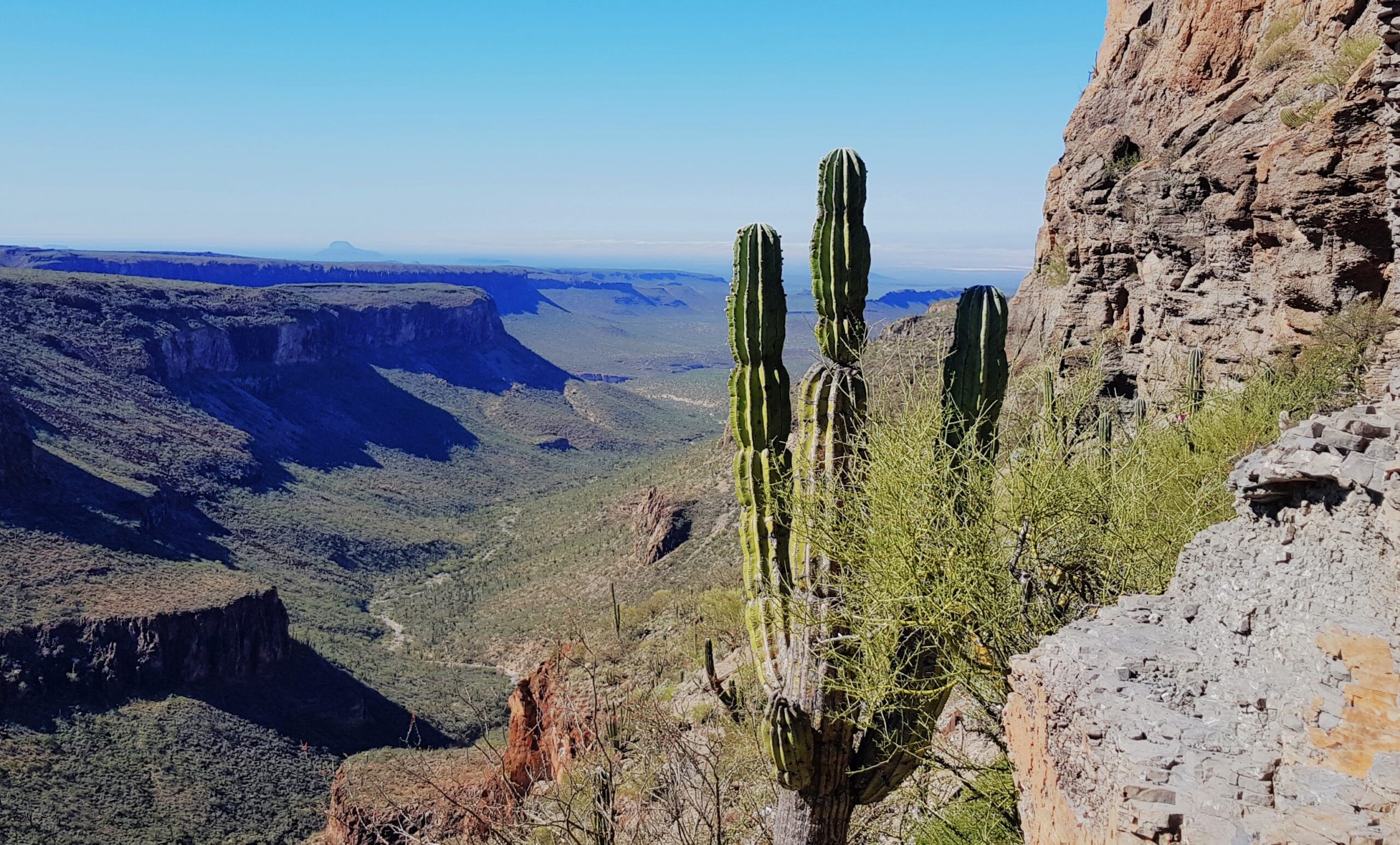 Cardon Cactus