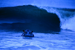 Gabon Holidays - Surfing Hippo
