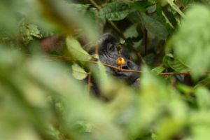 Gabon Holidays - western gorilla