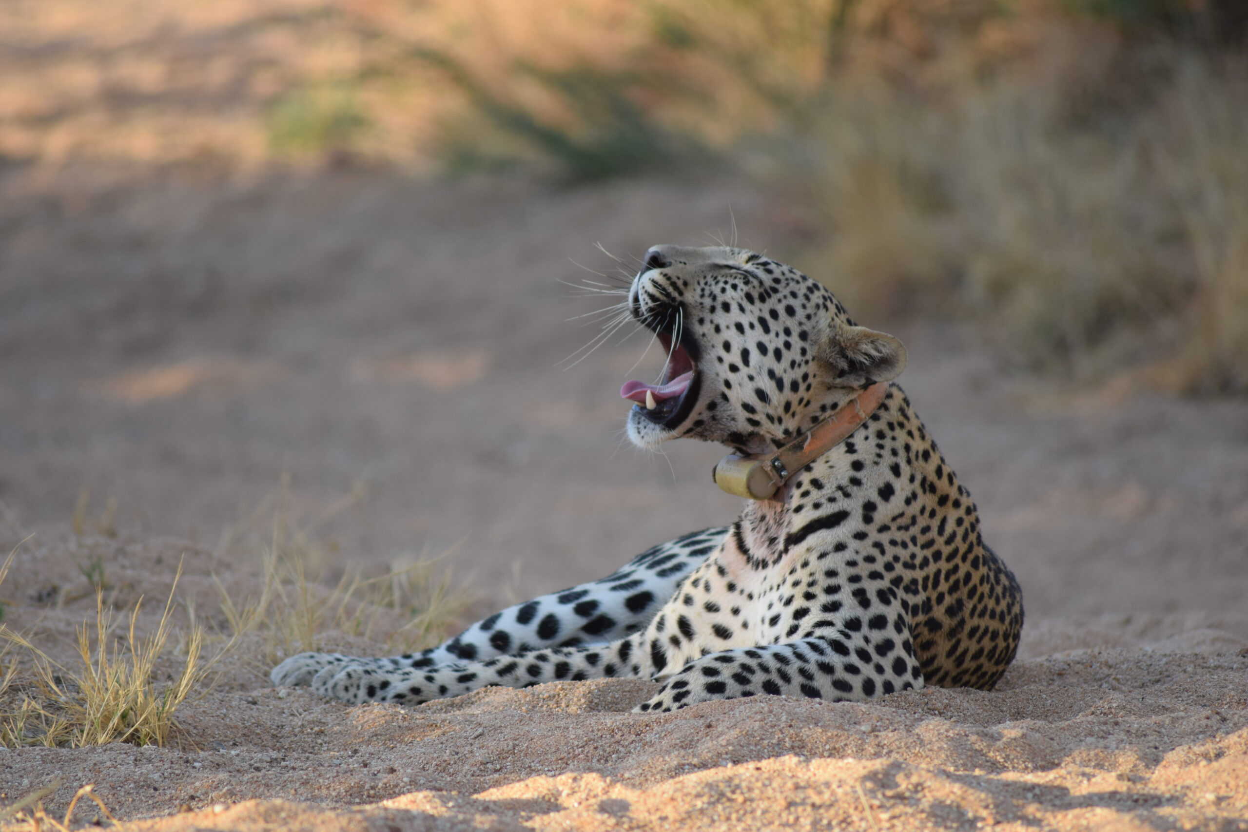 AfriCat - Good News About Big Cat Conservation In Namibia - Archipelago ...