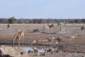 Namibia Holidays - Etosha National Park