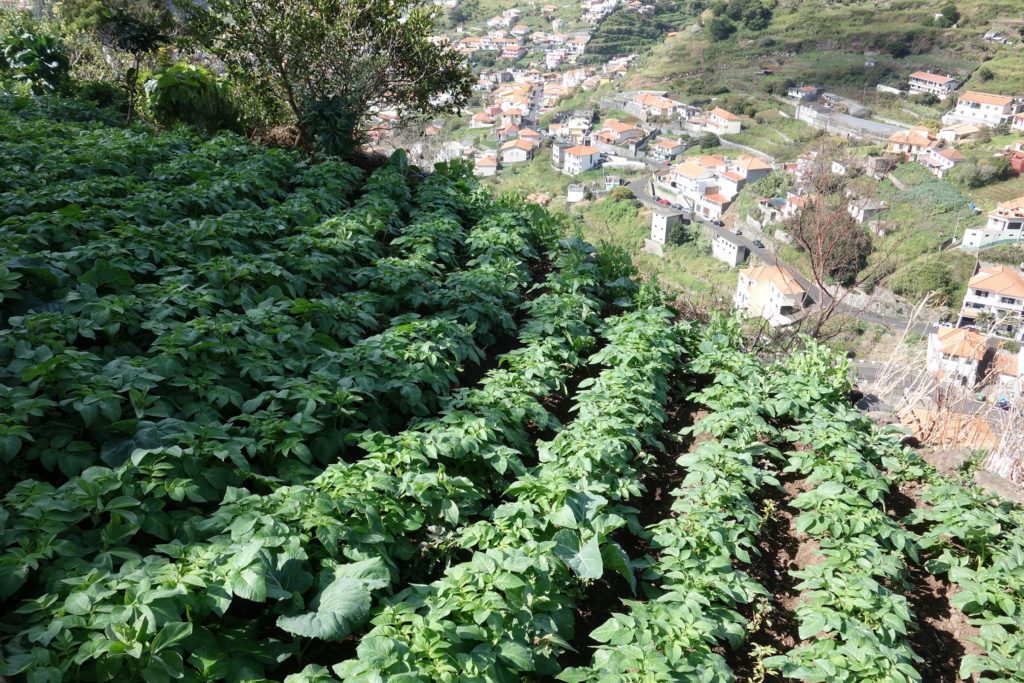 Madeira holidays - Terraces high above Machico