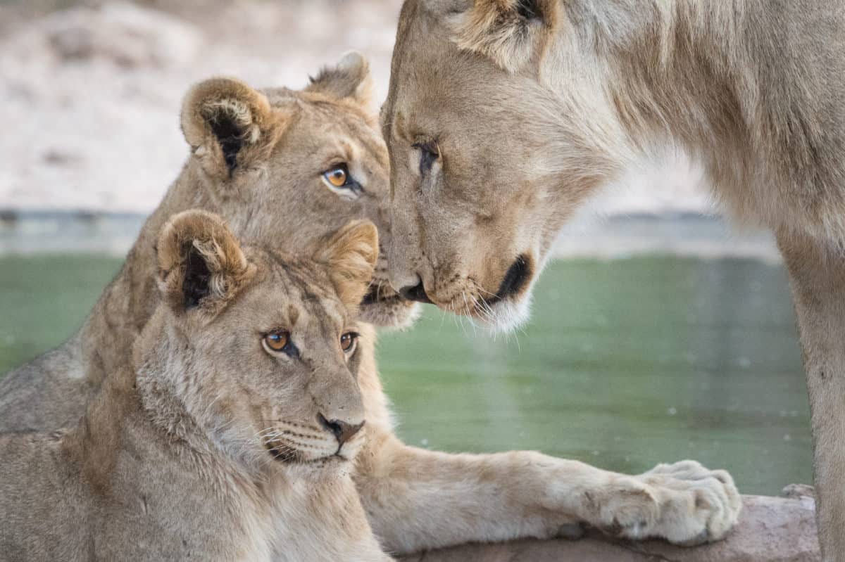 Good news about big cat conservation in Namibia | Archipelago Choice