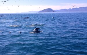 Baja California Dolphins