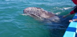Juvenile grey whales - San Ignacio - Baja california Holidays with Archipelago Choice