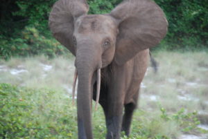 Wildlife Holidays in Gabon