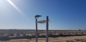 Osprey feeding - Baja California