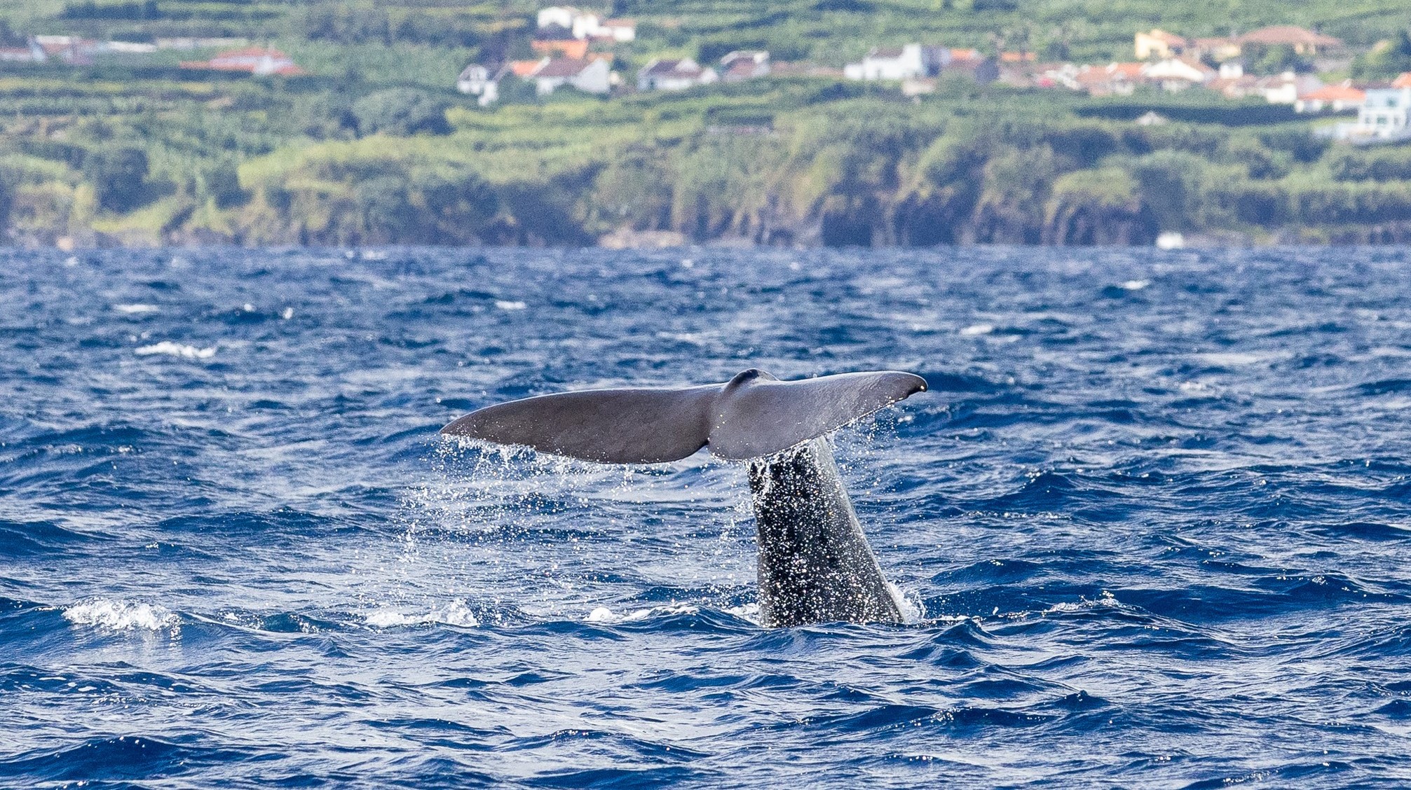Whales and Birds of Sao Miguel