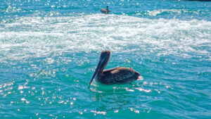 Pelican